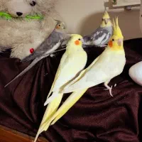 چهار عدد عروس هلندی همراه قفس