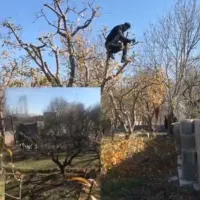 خدمات باغبانی و گیاه پزشکی|خدمات باغبانی و درختکاری|تبریز, |دیوار