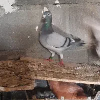 کبوتر رنگ