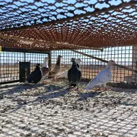 چنتا پرنده پرشی