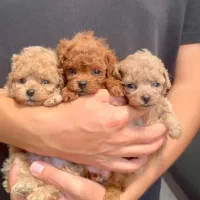 توله سگ پودل توی و مینیاتور