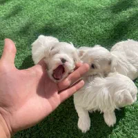 مالتیز اصیل با ضمانت|سگ|محمدشهر, محمدشهر|دیوار