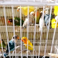 طوطی کوتوله برزیلی جوجه نرمه خور و سرلاکی و مولد