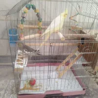 عروس هلندی|پرنده|شهریار, کهنز|دیوار