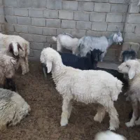 بره چاق درجه یک