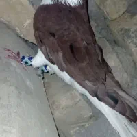 فروشی نیست