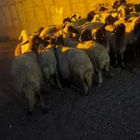 میش داشتی