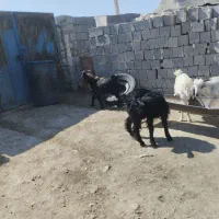 کهره فروشی|حیوانات مزرعه|دهدشت, |دیوار