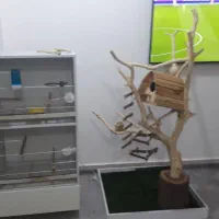 دوعدد عروس هلندی خارجی|پرنده|بندر ماهشهر, |دیوار