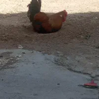 خروس|حیوانات مزرعه|خرمشهر, |دیوار