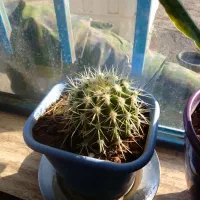 گل  و گیاه|گل و گیاه طبیعی|سیدآباد, |دیوار