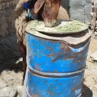 فروش قوچ همو زیگوت