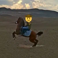 اسب عرب|اسب و تجهیزات اسبسواری|اردبیل, |دیوار