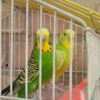 مرغ عشق