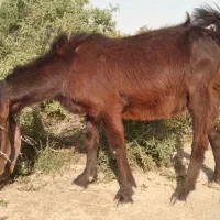 بزنرگوسفندگاوگاومیش گوساله