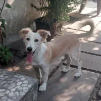 واگذاری رایگان سگ|سگ|ساری, |دیوار