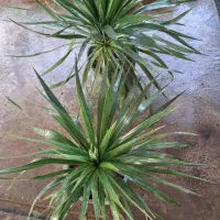 یوکا تنه وچندتا سوکا تنه و بابا ادم و...|گل و گیاه طبیعی|عباسآباد, |دیوار