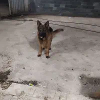 سگ ژرمن نر