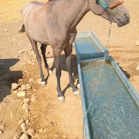 مادیان
