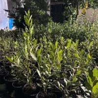 برگ بو ریشه پرس عالب
