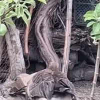 قاز سالم و سر حال