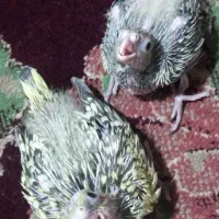 عروس هلندی|پرنده|حمیدیا, |دیوار