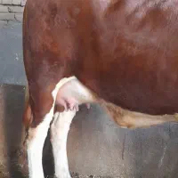 گاو سیمینتال