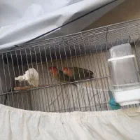 یک جفت طوطی برزیلی بازیگوش|پرنده|نسیم‌شهر, |دیوار