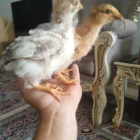 جوجه مرغ رسمی۲عدد