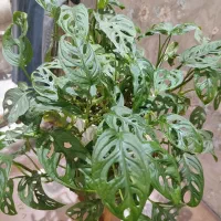 گل آپارتمانی|گل و گیاه طبیعی|کرج, کوی کارمندان جنوبی|دیوار