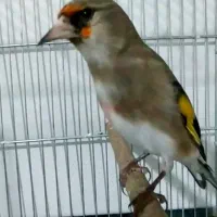 سهره ماده کرمونی