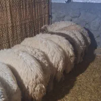 یازده عدد بره