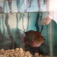 ماهی فلاور نر و ماده|ماهی|قزوین, |دیوار