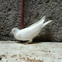 کبوتر|پرنده|تولم شهر, |دیوار