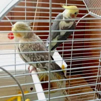 عروس هلندی|پرنده|تهران, صادقیه|دیوار