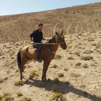 اسب نر|اسب و تجهیزات اسبسواری|شیروان (خراسان), |دیوار