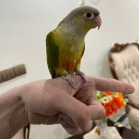 طوطی گرینچیک رام و دستی