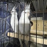 عروس هلندی آلبینو