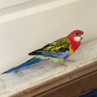 طوطی رزیلا شرقی|پرنده|کرج, فاز ۴ مهرشهر|دیوار