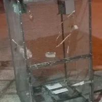 قفس ایستاده پرندگان