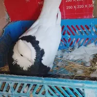 یک جفت کفتر طوقی پرشی عالی|پرنده|تهران, شادآباد|دیوار