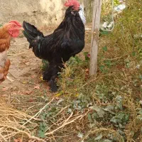 خروس مرندی