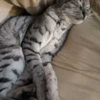 گربه گم شده خانگی|گربه|گرگان, |دیوار