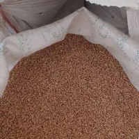 گندم بذر|لوازم جانبی حیوانات|رامشیر, |دیوار