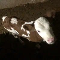 گاو گوساله|حیوانات مزرعه|گرمخان, |دیوار