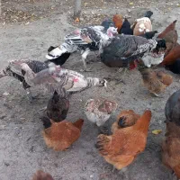 بوقلمون طبیعی|حیوانات مزرعه|آبش احمد, |دیوار