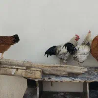 مرغ و خروس جوان