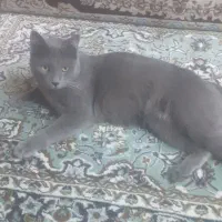 گربه نر اسکاتی دوساله کاملا خانگی ودست اموز