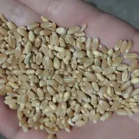 گندم آبی خوب