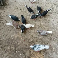 ۱۲ تا کبوتر